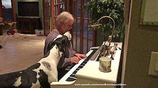 Great Dane Plays With Squeaky Toy While Listening To Piano Music