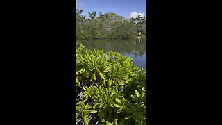 Iguana In Naples, FL 1/1/2023 #4K #DolbyVisionHDR #Iguana