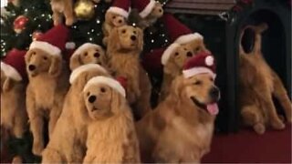 Dog Christmas tree hides a secret