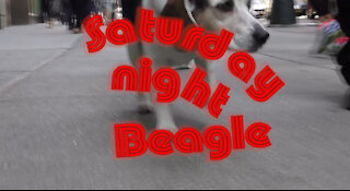 Beagle in the Big Apple! - SATURDAY NIGHT BEAGLE