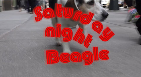 Beagle in the Big Apple! - SATURDAY NIGHT BEAGLE