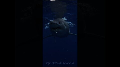 KILLER SHARK 🦈