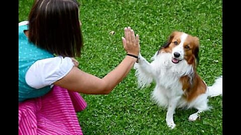 Hand shaking training Dog 🐶 !! Funny traning hand shaking dogs !!
