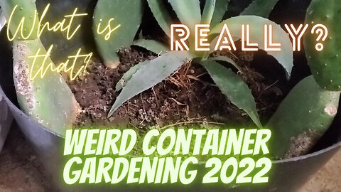 #weirdcontainergrowing What did we plant in? With @Gail's Southern Living