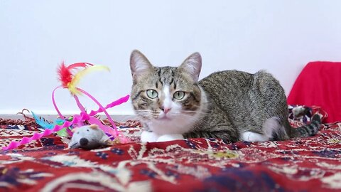 Cute Tabby Cat Sits on the Carpet