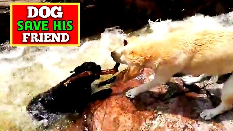 Dog Save His Friend| Hero Dog Rescue His Friend From a Tiny Waterfall |