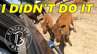 Ep. 289 - Bison Calves did a Bad Thing at the Ranch
