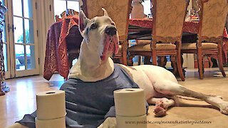 Talkative Deaf Great Dane Guards The Toilet Paper