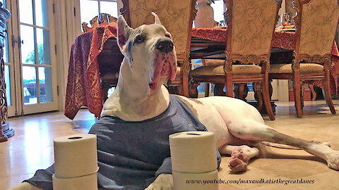 Talkative Deaf Great Dane Guards The Toilet Paper
