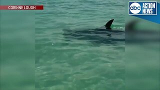Boaters spot Hammerhead shark off Anna Maria Island