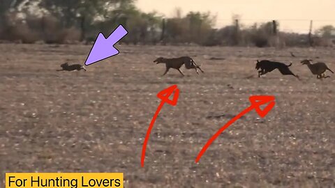 Greyhounds vs rabbit in Africa 🐇 😱 | galgo vs Liebres en africa Борзые против кролика в Африке