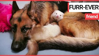 Ferret and German shepherd have become best friends