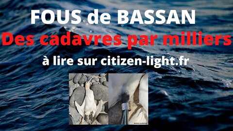 Fous de Bassan / Des milliers de cadavres