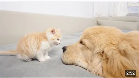 Kitten Becomes Madly Obsessed With Golden Retriever 100 Times Her Size