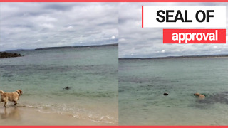 Adorable video shows the moment a dog and a seal play adorable game in sea