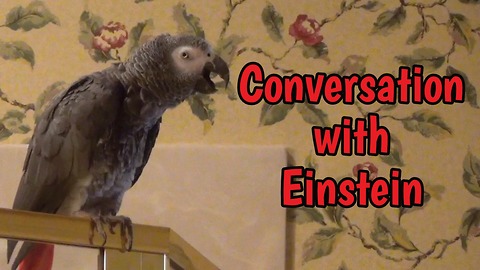 Chatty Parrot And His Owner Have An Entertaining Conversation