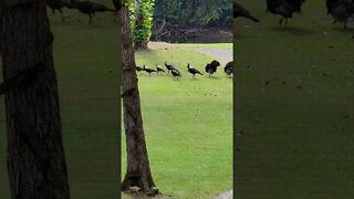 Group of turkeys run across front yard #shorts