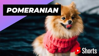 Pomeranian 🐶 One Of The Smallest Dog Breeds In The World #shorts #pomeranian #smalldog