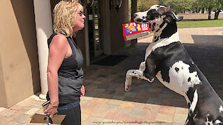 Great Dane strives to be the best delivery boy ever