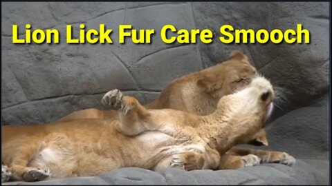 Lion Lick Fur Care Smooch