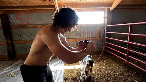 Shearing In South Dakota, Working Our Way East