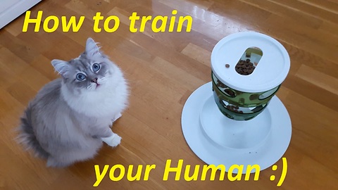 How to train your human, cat's style