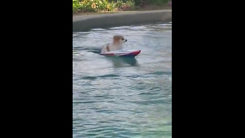 Pup Cruises A Pool In A Remote Controlled Boat