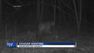 Another cougar sighting in southeast Wisconsin