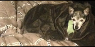 Chihuahua adorably wraps herself in favorite blanket