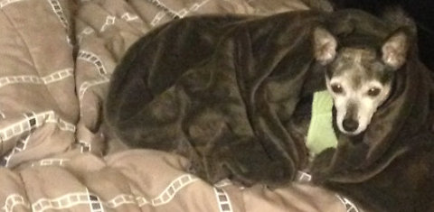 Chihuahua adorably wraps herself in favorite blanket