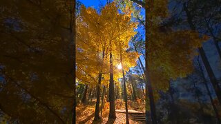 A Glorious Fall in East Texas #shorts #fall #trucklife