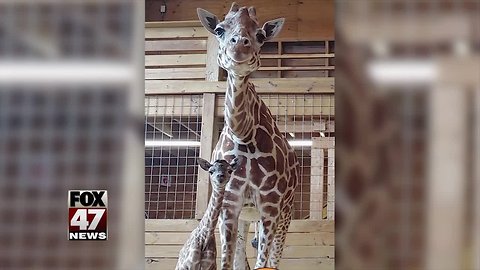 April the Giraffe welcomes new baby