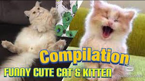 so many kittens video compilation