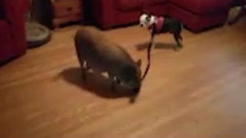 Mini Pig And A Dog Make The Best Of Friends
