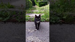 Feral Tuxedo Cat - Beautiful Yet Terrifying