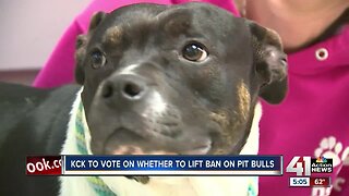 KCK to vote on whether to lift pit bull ban
