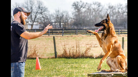 Extremely reactive pitbull+Leash reactive dog training