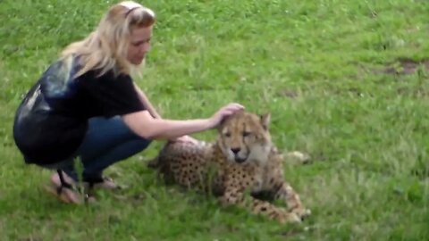 Beautiful Cheetah