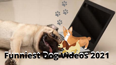 🤣 Funniest Dog Videos 2021 🤣 🐶