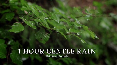 1 HOUR of RELAXING GENTLE RAIN | Rain Sounds to Sleep, Study, Yoga, Relax, Reduce Stress and Cure Insomnia