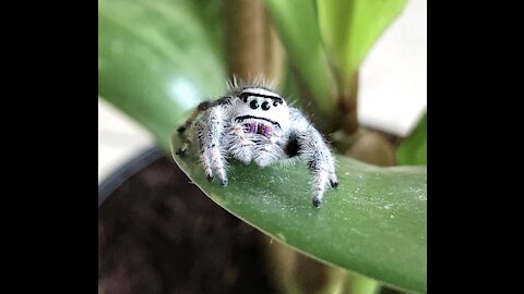 THE CUTEST SPIDERS ON EARTH
