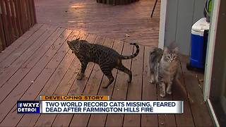 2 record-breaking cats missing following metro Detroit house fire