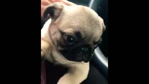 Say hello to my new best buddy Georgia! Newest addition to the pug fam💞 #pug #pugdog #puppy