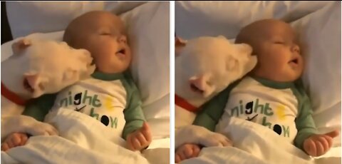 Adorable cute dog Can't Stop Kissing Baby