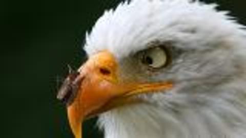 What's Happening to Bald Eagles?