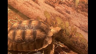 Wildlife: State park USA: turtle 🐢 eating and walking