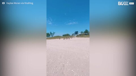 Centenas de gansos invadem praia e surpreendem banhistas