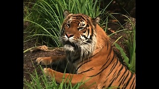 Tiger Takes Swimming Lessons