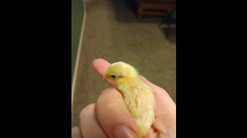 Two week old quails moving into a new habitat