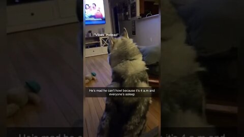 Husky dog threatens owner